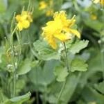 Comparatif des meilleurs produits de parapharmacie à base de chélidoine en pharmacie